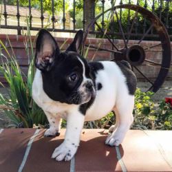 Adorable French Bulldog Puppies For Sale