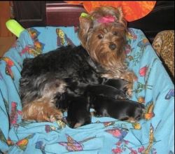 purchase yorkie puppys