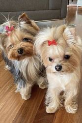 Flag of Teacup Yorkie puppies 