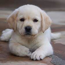 Labrador Puppy Price In Delhi