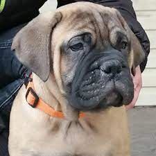 Bullmastiff Puppies For Sale Delhi NCR