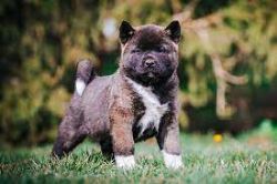 Akita Puppies