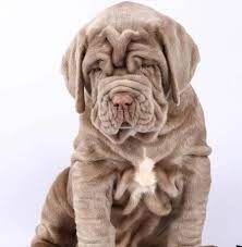 Neapolitan Mastiff Puppies For Sale