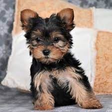 Yorkshire Terrier Puppies For Sale Delhi