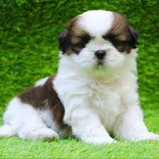 Shih Tzu For Sale Near Me