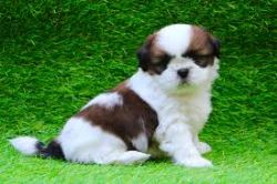 Shih Tzu For Sale Near Me