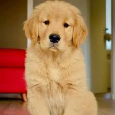 golden retriever puppies for sale