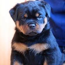 rottweiler puppies for sale