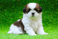 Shih Tzu Puppy