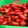 : Precio de Caja de Tomate en Guatemala: Calidad y Ahorro 