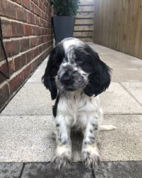 My cocker spaniel 