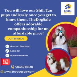 Shih Tzu Price in Bangalore