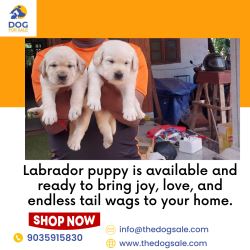 Labrador Price in Bangalore