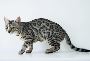 White Bengal Cat Price