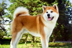 Comprehensive Akita Diet Plan for Optimal Pet Health