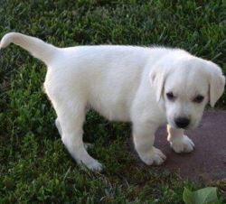 LABRADOR PUPPIES FOR SALE