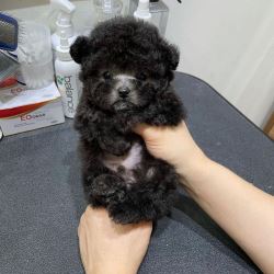 Toy Poodle