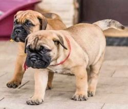 Bullmastiff Puppies For Sale in Vijayawada