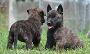 Dutch Shepherd Puppies For Sale in Guwahati