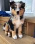 Australian Shepherd Puppies For Sale in Coimbatore