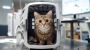 Professional Cat Shipping Service – Animal Land Pet Movers