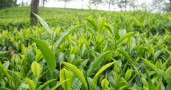 High-Quality Tea-Estate Available For Sale In North Bengal