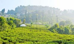 Beautiful Tea Estate Ready For Sale In North Bengal