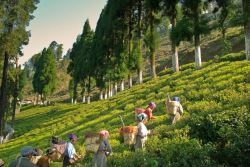 Large Tea Garden Sale At Low Price In Dooars