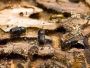 Formosan Termite Damage Consultant - Expert Assessment & Sol