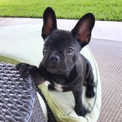 12 weeks French Bulldog Puppies