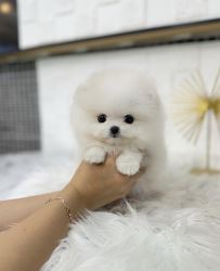 Pomeranian Puppies For Adoption