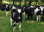 Holstein Open Heifers