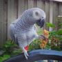 Adult female Congo African Grey Parrot