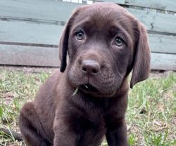 Labrador Retriever Puppies for Sale Melbourne