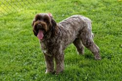 Flag of New England Labradoodle Breeders