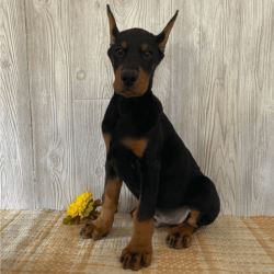 Quality Doberman Female Puppies for Sale - Doberman Pinscher