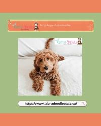 Adorable Labradoodles Available for Adoption in Vancouver