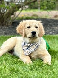 Adorable Golden Retriever Puppies for Sale