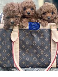 Flag of Luxury European Toy Poodles, Teacup Poodles, and Pomeranians