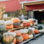 For Entertaining and Exciting Family Activities, Visit Faulkner's Ranch Pumpkin Farm