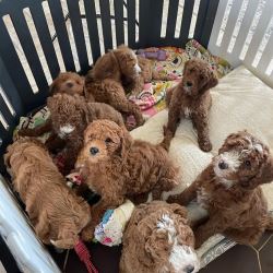 ADORABLE GOLDEN DOODLE PUPPIES 