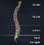 Relieve Spine Pain Today! Expert Spine Doctor in Houston wit