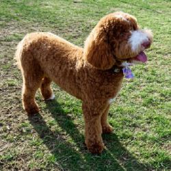 Flag of Boston Labradoodle Breeder Providing Healthy, Family-Raised 