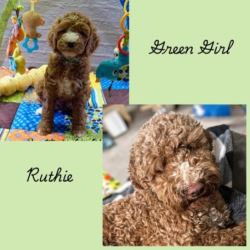 Bring Home a Non-Shedding Labradoodle Puppy Today!