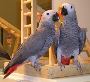 Awesome African Grey Parrots