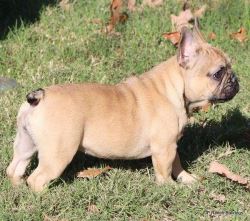 French Bulldog