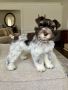 schnauzer breeds, miniature schnauzer TEL:+1(209)7320412