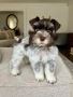 SCHNAUZER BREEDS, MINIATURE SCHNAUZER TEL:+1(209)7320412 SIG