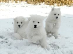 Trusted Samoyed Breeder in Illinois