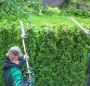 Your Professional Hedge Trimming Service—Land Love Lawn Main